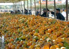Fruit Farming